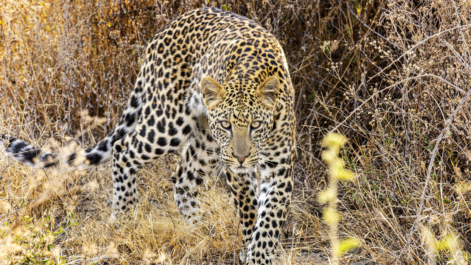A leopard hunting