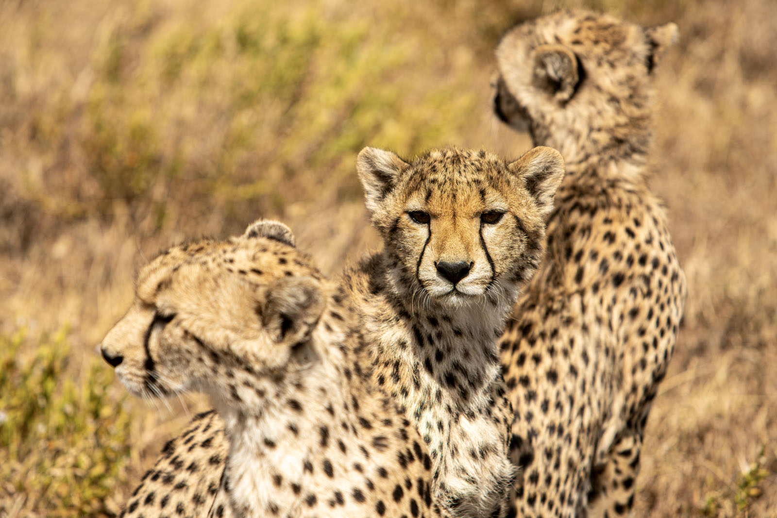 Wildlife photograph placeholder