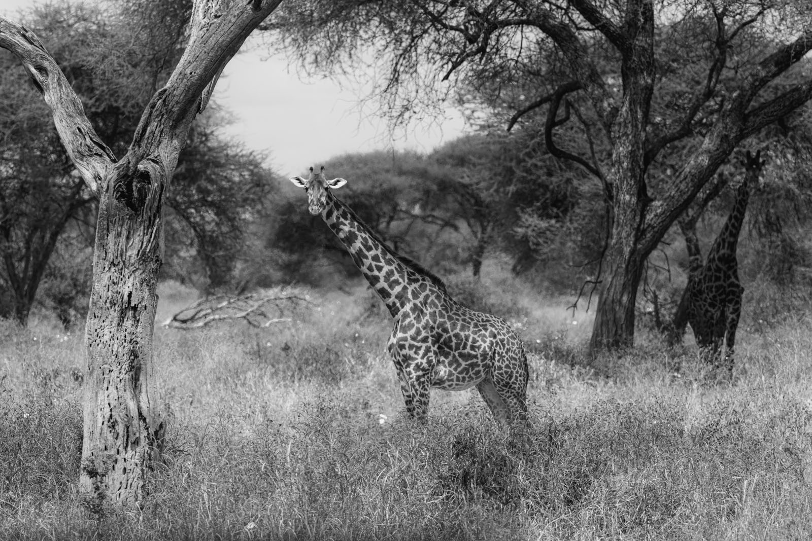Wildlife photograph placeholder