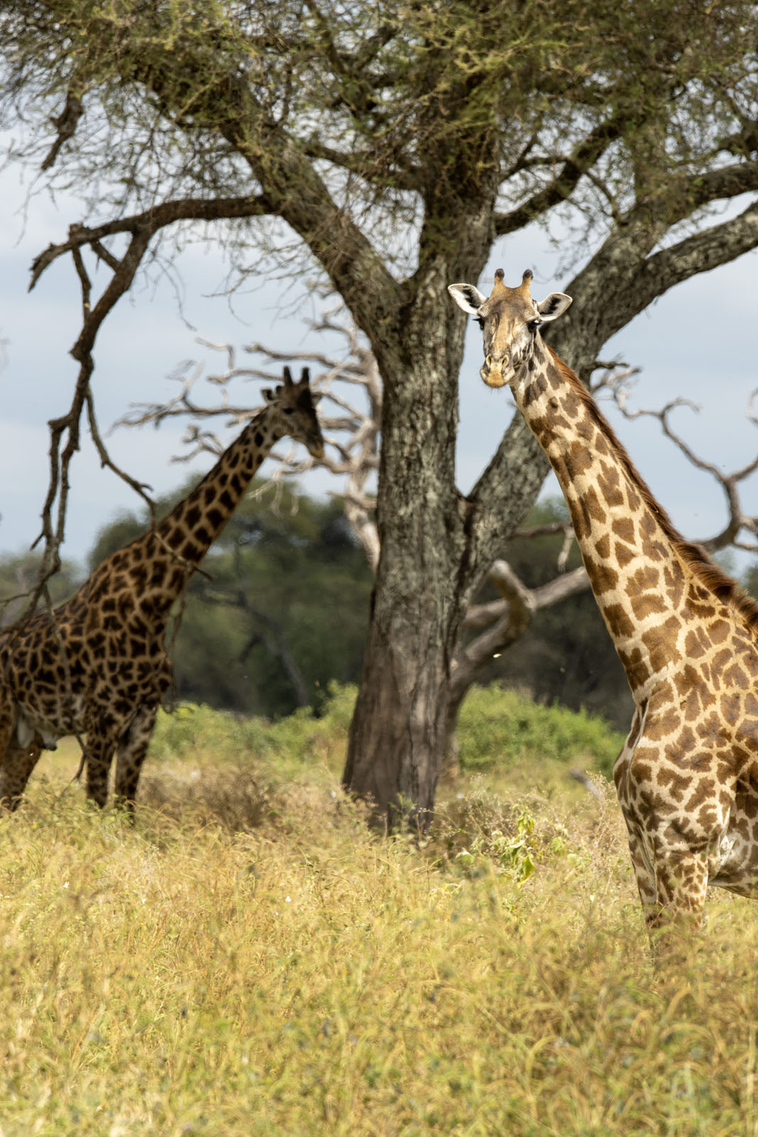 Wildlife photograph placeholder